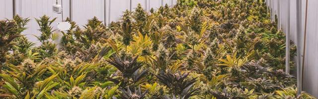 Pao zbog kanabisa: Policija prekinula uzgoj pre sazrevanja biljaka