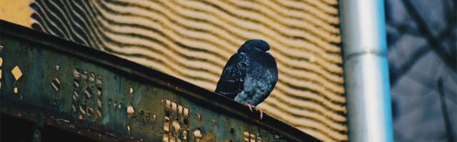 Kako oterati golubove sa terase