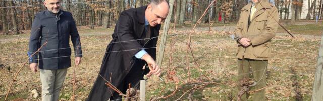 Princ Filip orezao lozu na Oplencu na Svetog Trifuna: Čuvamo tradiciju i blagosiljamo rodnu godinu