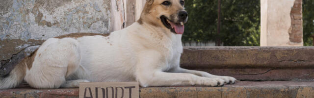 Udomljavanje pasa na neočekivani način: Četvoronošci biraju svoje ljude koji će ih povesti kući (VIDEO)