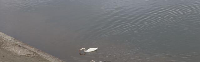 U Novom Sadu danas tmurno i hladno