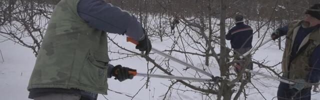Орезивачи воћа из Бруса најтраженији у чачанским селима - уговорили послове до априла