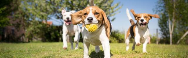 Veterinari otkrili koliko često treba šetati psa! Jedna rasa je posebno ZAHTEVNA