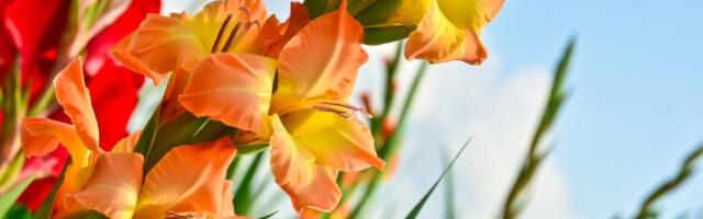 Cveće koje obožava sunce! Imaćete NAJLEPŠU terasu ovoga leta (FOTO)