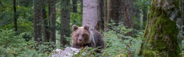 Haos u prodavnici: Medved UGRIZAO baku, kupci nisu znali šta ih je snašlo (VIDEO/FOTO)
