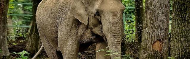 Slon ubio 20 ljudi u Indiji, u toku potraga