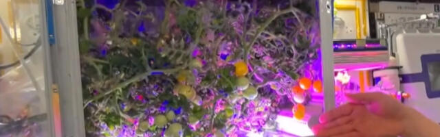Astronauti nabrali svemirske paradajze: Pokazali kako ih gaje, a uskoro kreću i sa pšenicom (VIDEO)