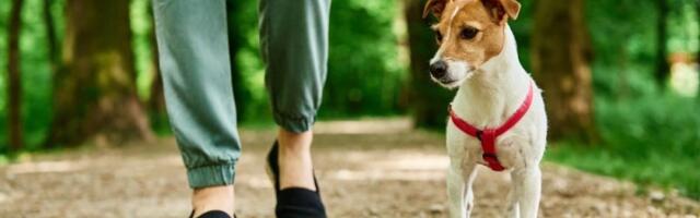 6 najvažnijih stvari za dug život vašeg ljubimca