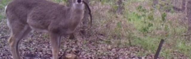 Bambi uhvaćen kako gricka ljudske ostatke