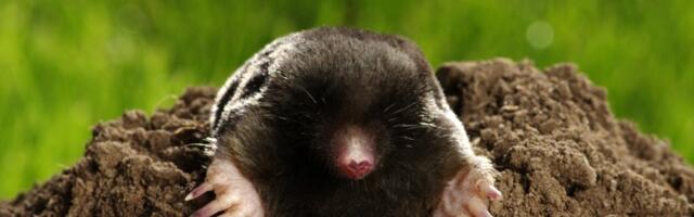 Krtice prave veliku ŠTETU u bašti! Ovako možete da ih se REŠITE