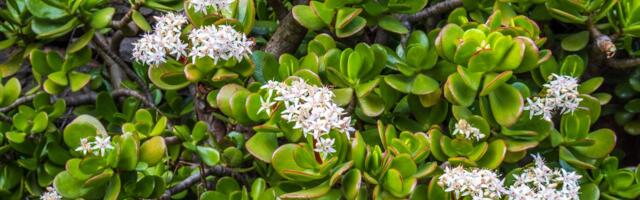 Ako krasuli dodate ovo, procvetaće duplo više: Raste ogromnom brzinom, a ovo sigurno imate u kući