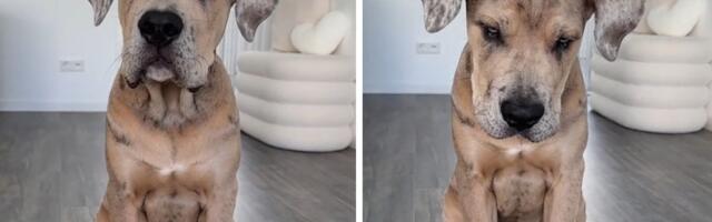 Mešanac ledenih očiju zvezda TikToka: Uši i telo krase OREO ŠARE, evo koji psi su njegovi roditelji