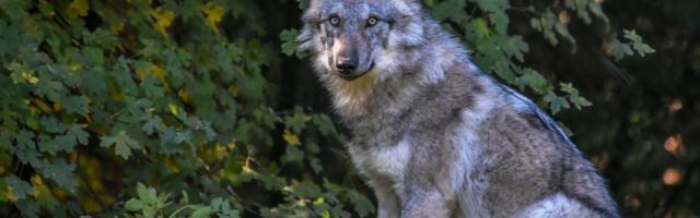 Pušten na "uslovnu slobodu" vuk koji je ugrizao ženu u Hamburgu: Biće pod budnim okom stručnjaka