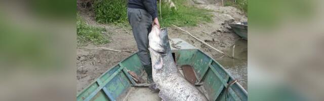 Šok na Dravi: Ribar znao da je zagrizla grdosija, ali ne i KAKVU NEMAN će 30 minuta kasnije izvući iz vode