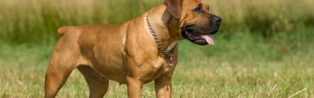 3 rase pasa koje su "borbeni tenkovi": Jedna može da ubije čopor vukova (VIDEO)