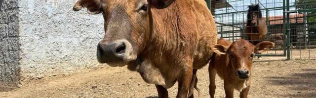 Bravo, kumovi! Izabrano ime za najmlađeg stanovnika zoo-vrta u Jagodini (VIDEO)