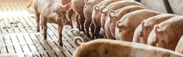 Afrička kuga svinja aktivna u šest okruga, uginulo i eutanazirano više od 26.000 grla