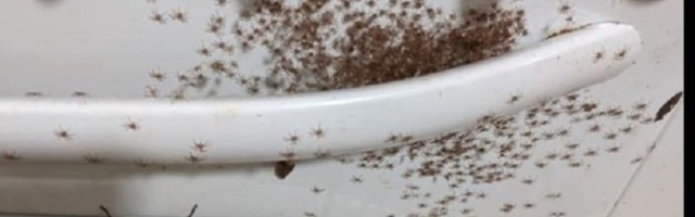 Učenici je skoro stalo srce, a ono što je pronašla u rerni nateralo bi vas da se iselite!