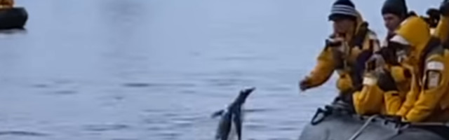 Orka kitovi su jurili pingvina oko čamca, a onda se desio nestvaran preokret! (VIDEO)