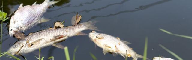STRAŠNO Pomor ribe u Dunavu (FOTO)