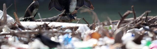 Iz Save i Dunava u Beogradu masovno izvlačeni šporeti, frižideri i gume: Oglasio se direktor "Srbijavode"!