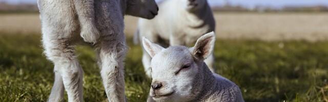 Cene stoke i svinja rastu širom Srbije: Telad u Kraljevu 900 dinara, jaganjci u Pirotu po 600 RSD po kilogramu