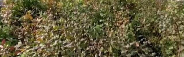 Moćni rastvor koji štiti biljke od štetočina: Umesto pesticida potrebna vam je samo jedna stvar iz prirode