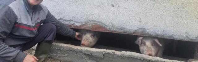ČUDO NEVIĐENO POD MALJENOM! Pogledajte kakvo prase se rodilo kod deda Boška, MNOGI BI GA ODMAH ODBACILI (FOTO)