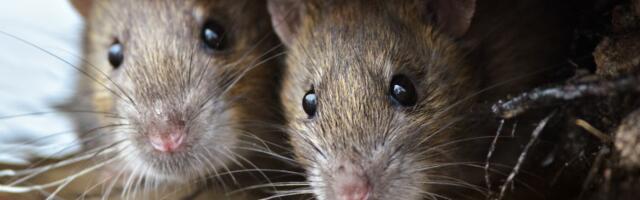 Neustrašivi pacovi se uvukli u policijsku stanicu i pojeli 500 kg marihuane