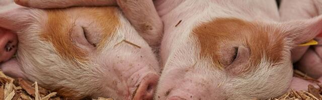 Da li je svinjska kuga opasna po čoveka? Evo šta kaže veterinar iz Čačka