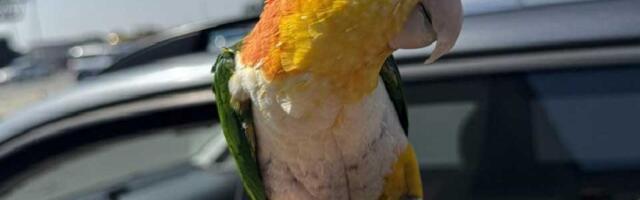 FOTO: Zaplenjen zaštićeni papagaj, putnik pokušao da ga prenese preko granice bez dozvole