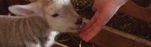 (VIDEO) ČUDO U SELU! Rođeno JAGNJE sa 5 NOGU,  a tek kad vidite GDE SE NALAZI - Vlasnik TRLJAO OČI kad ga je video!