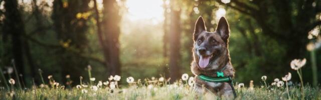 Zašto psi laju samo na neke osobe? Ovo sigurno niste znali