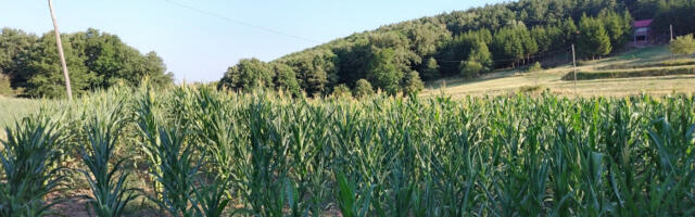 Идуће године исти подстицаји за пољопривреду