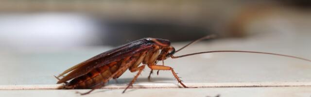 Bubašvabe beže kao lude od ovoga: Samo ga stavite u kuhinju i NEĆE IH BITI