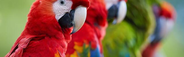 Stari Pueblo narodi su držali makao i druge papagaje u ceremonijalne svrhe