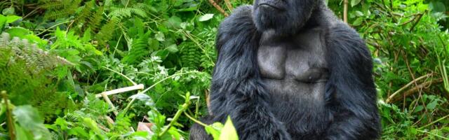 Ženka ugrožene planinske gorile na svet donela blizance