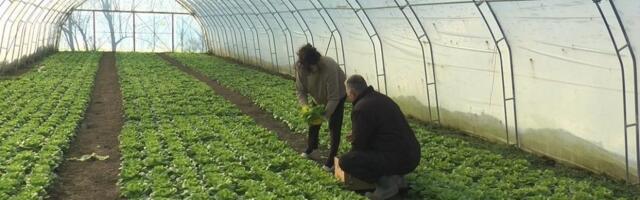 Od ovog povrća dobra zarada: Duplo skuplje nego prošle zime