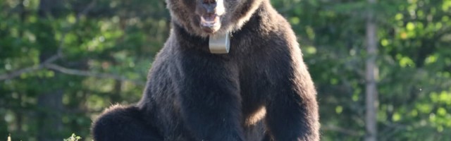 Medved Zarko markiran na Jadovniku