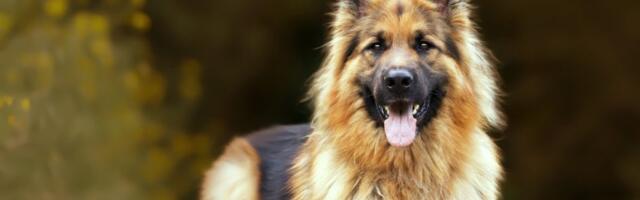 Držala nelegalnu odgajivačnicu i prodavala pse! Policija uhapsila i veterinara koji je obezbeđivao falisfikovane pasoše za životinje