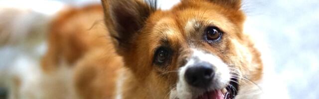 Da li biste mogli da živite sa kintamanijem? Pas sa Balija nije za svakoga, jer se nikome ne potčinjava