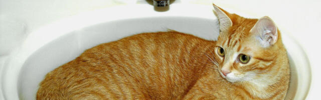 Zašto mačke vole lavabo i da li to ukazuje na problem? Razni faktori ih privlače, od oblika do materijala