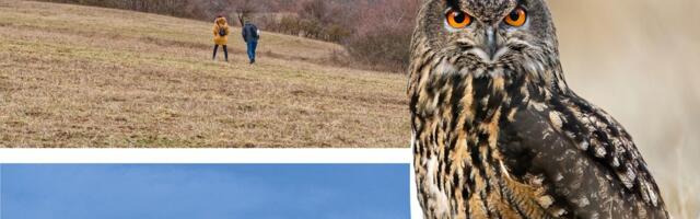 Lovili smo tajanstvene kraljice noći u podnožju Rtnja: Noć buljine održana u Sokobanji