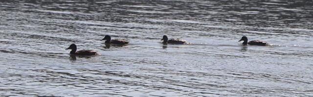 Pred Novosađanima nekoliko sunčanih dana