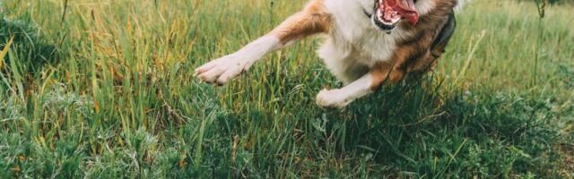 Horor kod Kragujevca: Pas napao dete, policajac ga povređenog vozio do bolnice!