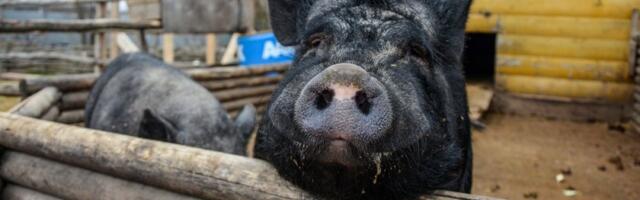 Zaraza upalila sve alarme! Uvedene hitne mere na farmama širom Srbije, zaseda državni vrh