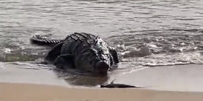 U bazenu s krokodilima