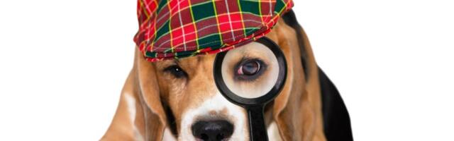 Kako vam pas može pomoći da otkrijete da li vas devojka vara?