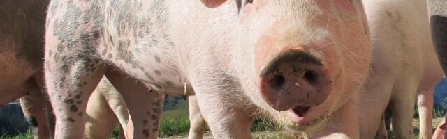 Zaustavljeno širenje afričke kuge svinja u Srbiji