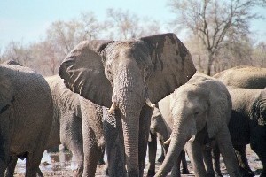 Слонови у Зимбабвеу нису жртве ловокрадица већ инфекције
